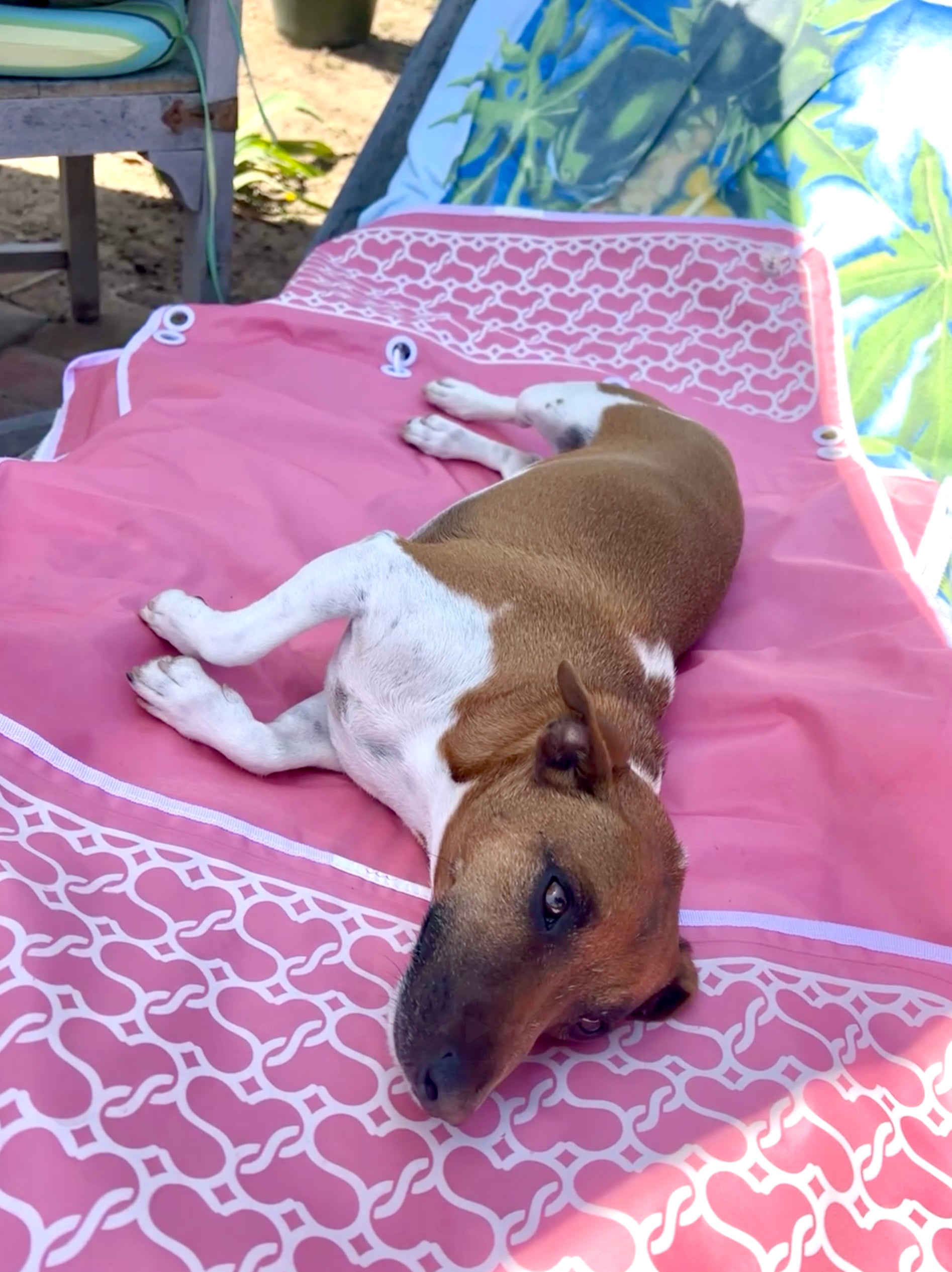 Dog lying back on a Sand2Sea floatable beach bag